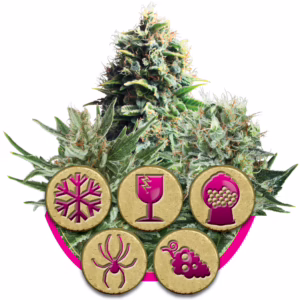 Feminized Mix Seeds by Royal Queen Seeds
