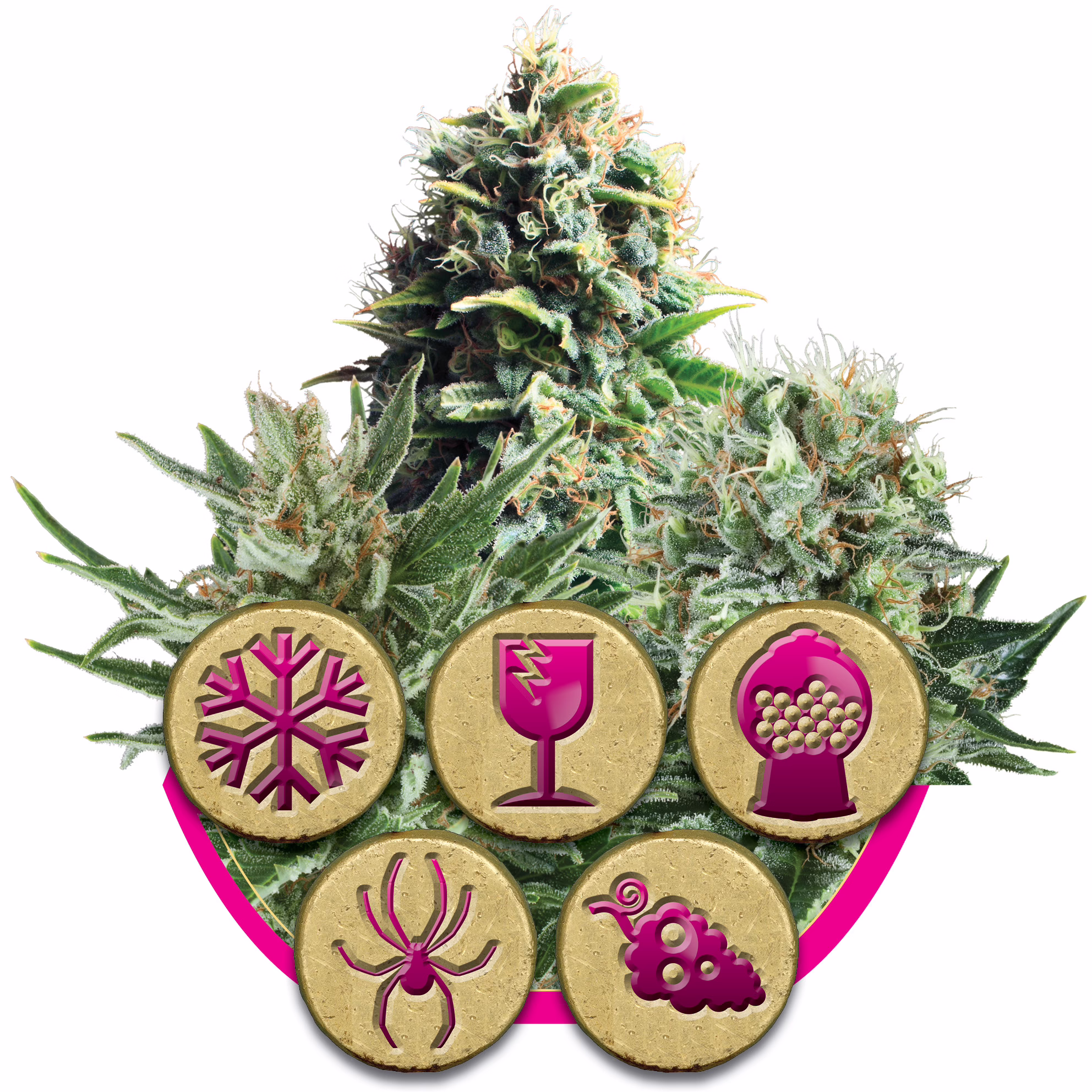 Feminized Mix Seeds by Royal Queen Seeds
