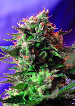 Jack 47 F1 Fast Seeds by Sweet Seeds