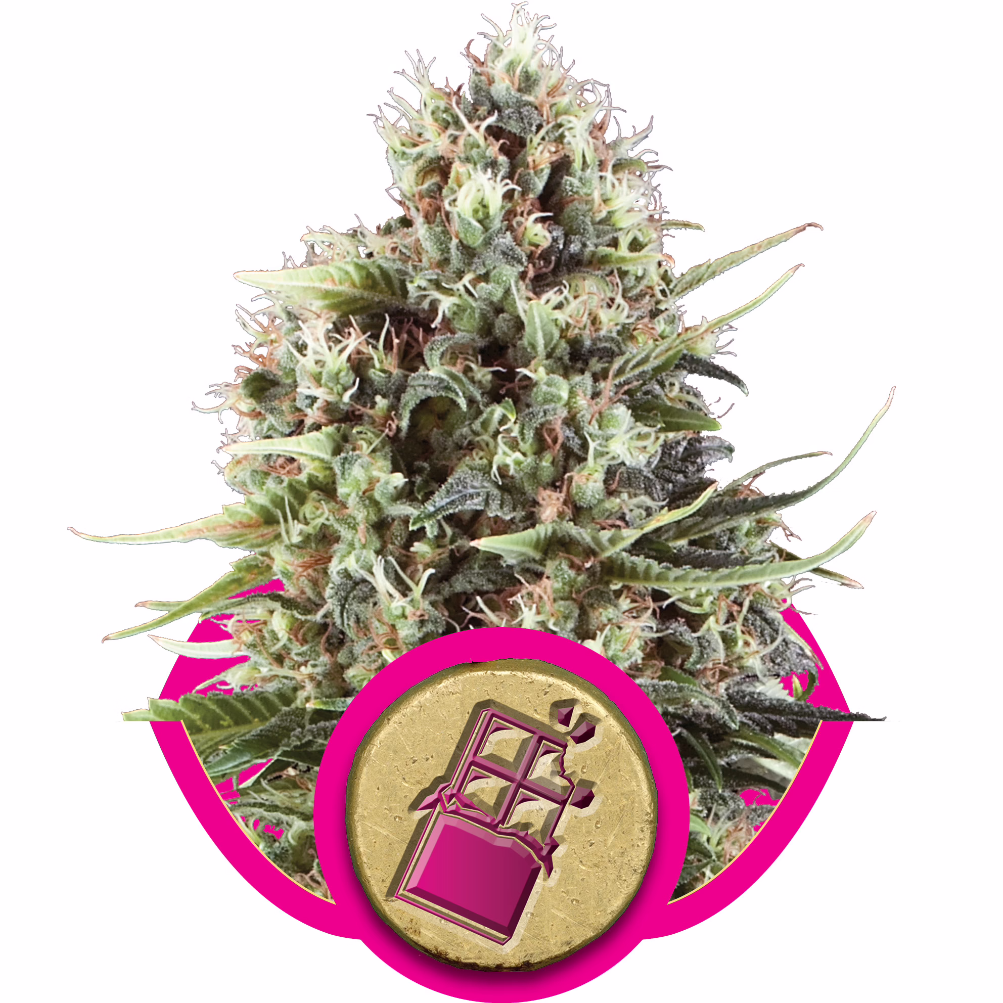 Chocolate Haze Seeds by Royal Queen Seeds