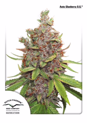 Glueberry O.G. Auto Seeds by Dutch Passion