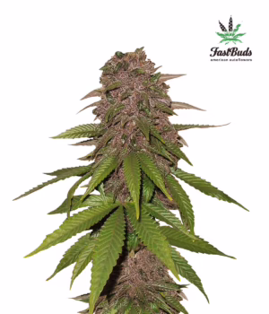 C4 Auto Seeds by Fast Buds