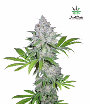 Californian Snow Auto Seeds by Fast Buds