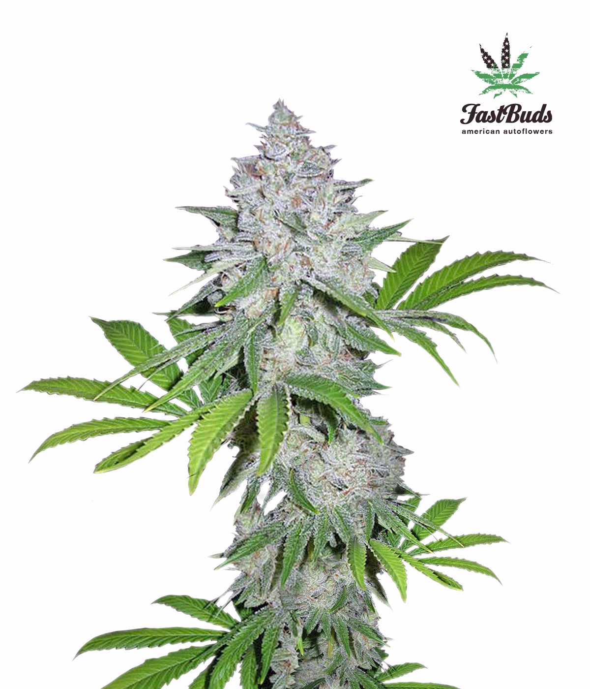 Californian Snow Auto Seeds by Fast Buds