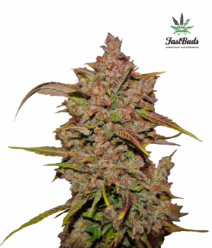 Crystal METH Auto Seeds by Fast Buds