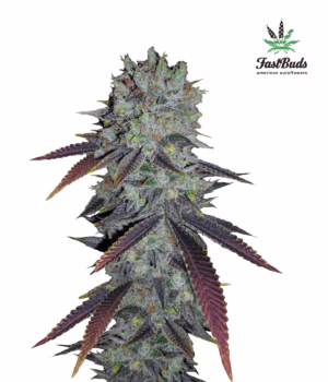 Fastberry Auto Seeds by Fast Buds