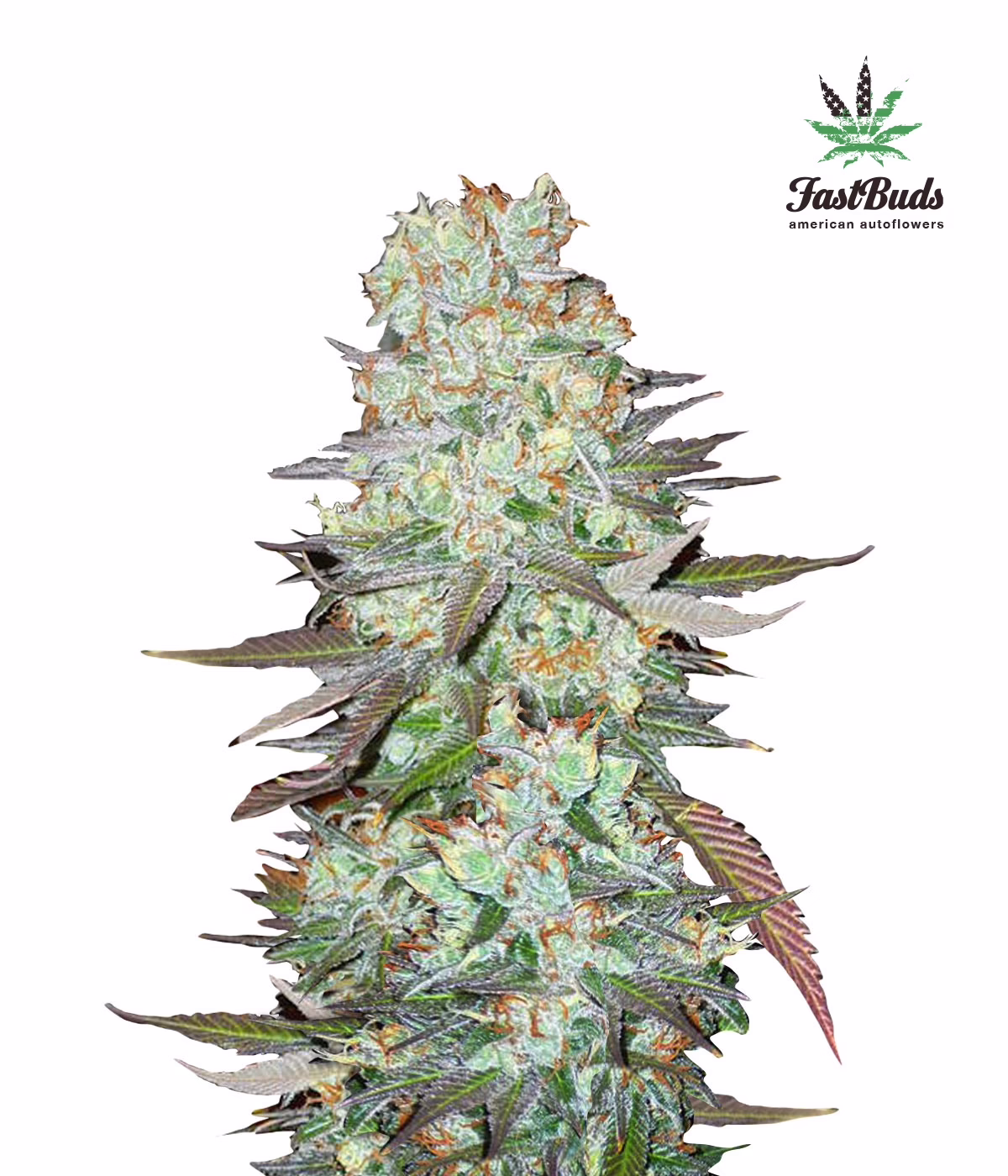 G14 Auto Seeds by Fast Buds