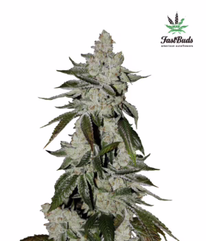 Girl Scout Cookies Auto Seeds by Fast Buds