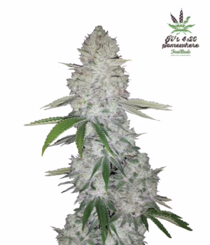 Gorilla Auto Seeds by Fast Buds