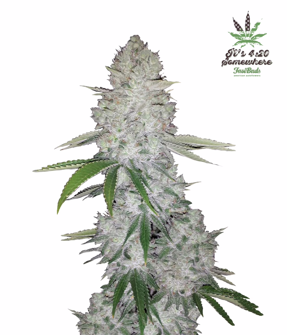 Gorilla Auto Seeds by Fast Buds