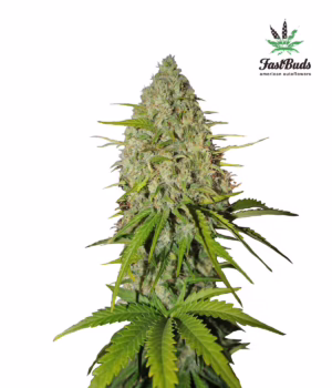 Grapefruit Auto Seeds by Fast Buds
