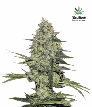 Rhino Ryder Auto Seeds by Fast Buds