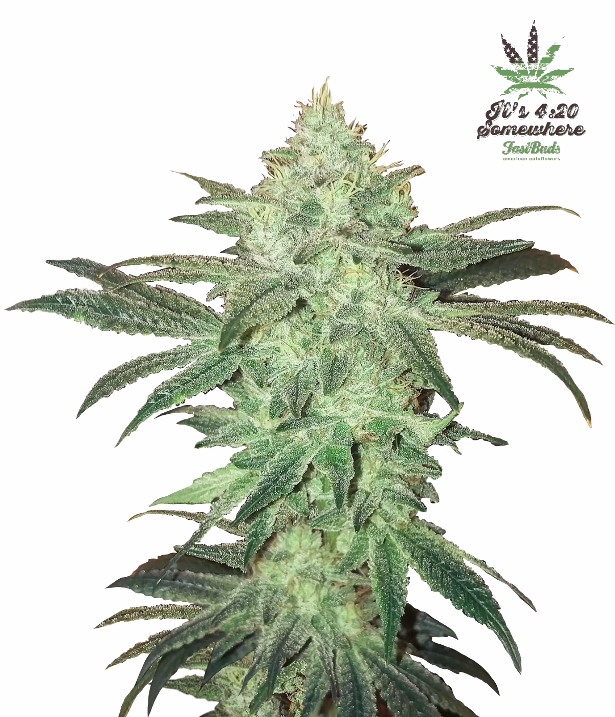 Stardawg Auto Seeds by Fast Buds