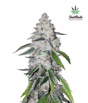 West Coast O.G. Auto Seeds by Fast Buds
