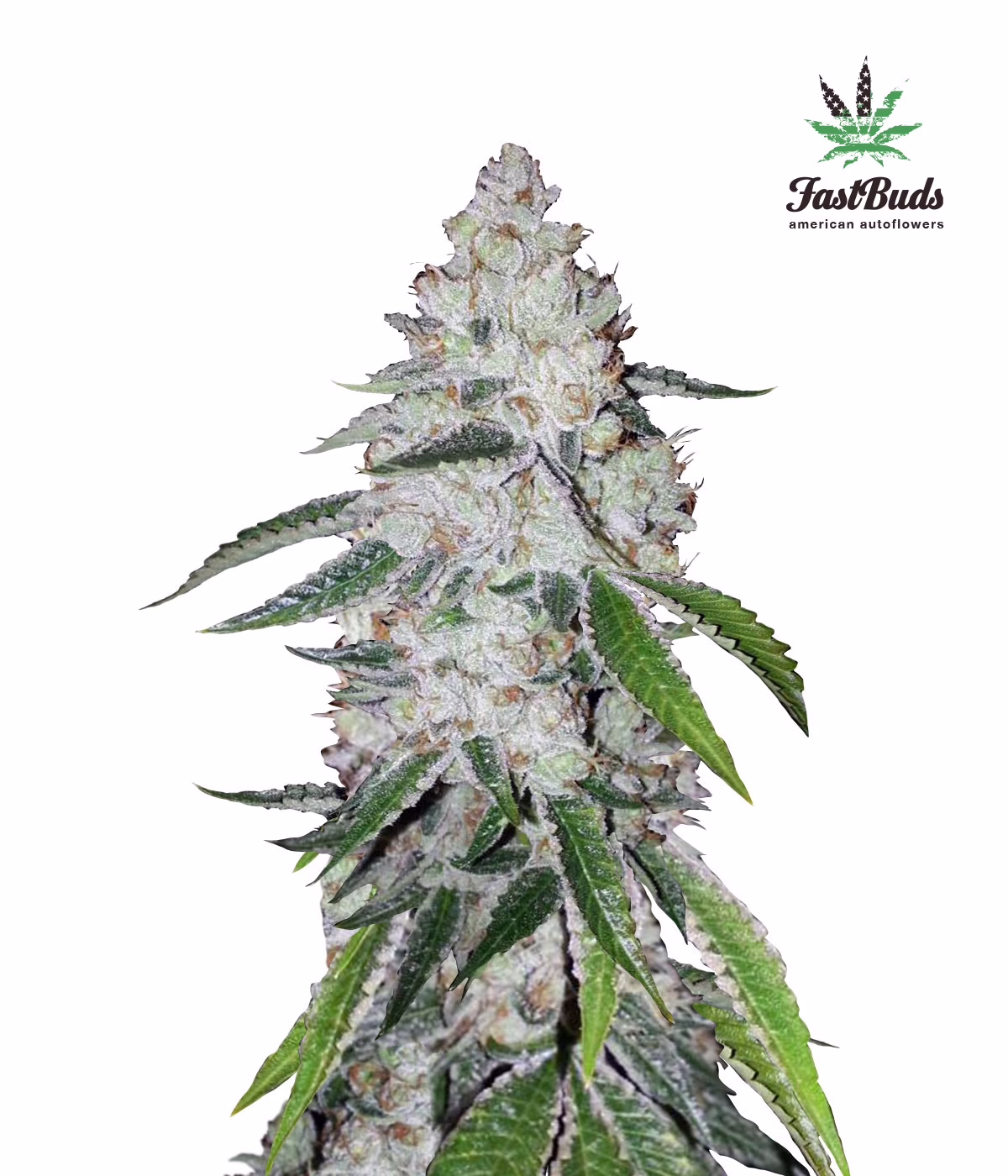 West Coast O.G. Auto Seeds by Fast Buds