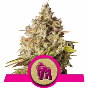 Royal Gorilla Seeds by Royal Queen Seeds
