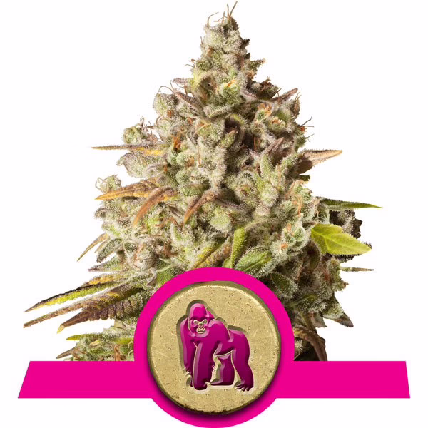 Royal Gorilla Seeds by Royal Queen Seeds