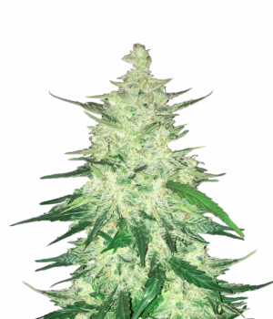 CBD 1:1 Auto Seeds by Fast Buds