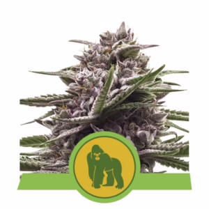 Royal Gorilla Auto Seeds by Royal Queen Seeds
