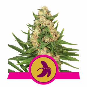 Fat Banana Seeds by Royal Queen Seeds
