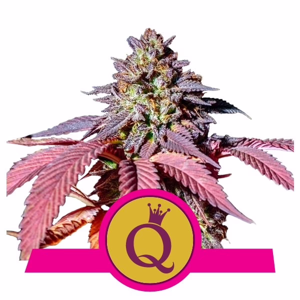 Purple Queen Seeds by Royal Queen Seeds