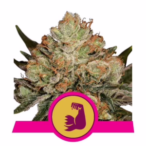HulkBerry Seeds by Royal Queen Seeds