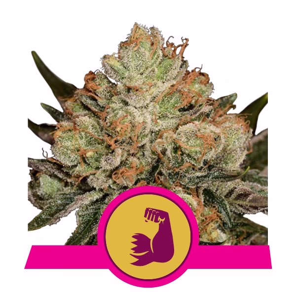 HulkBerry Seeds by Royal Queen Seeds