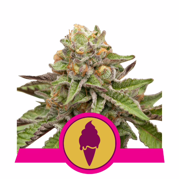 Green Gelato Seeds by Royal Queen Seeds