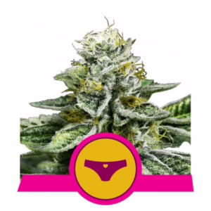 Sherbet Queen Seeds by Royal Queen Seeds