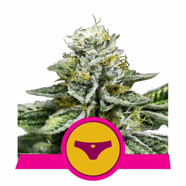Sherbet Queen Seeds by Royal Queen Seeds