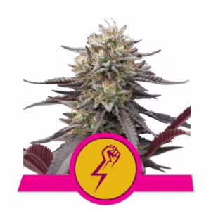 Green Crack Punch Seeds by Royal Queen Seeds