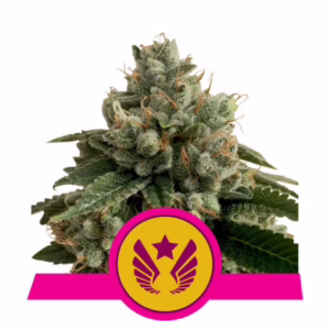 Legendary OG Punch Seeds by Royal Queen Seeds