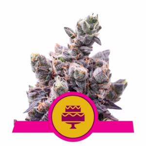 Wedding Gelato Seeds by Royal Queen Seeds