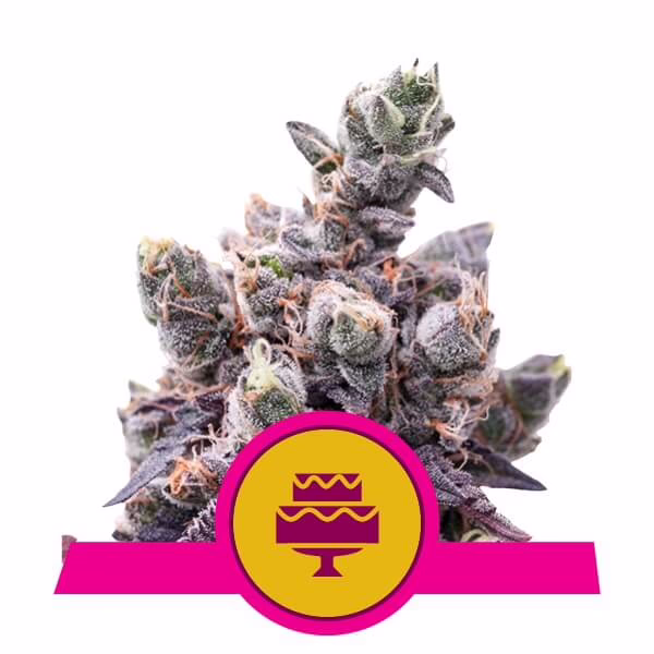 Wedding Gelato Seeds by Royal Queen Seeds