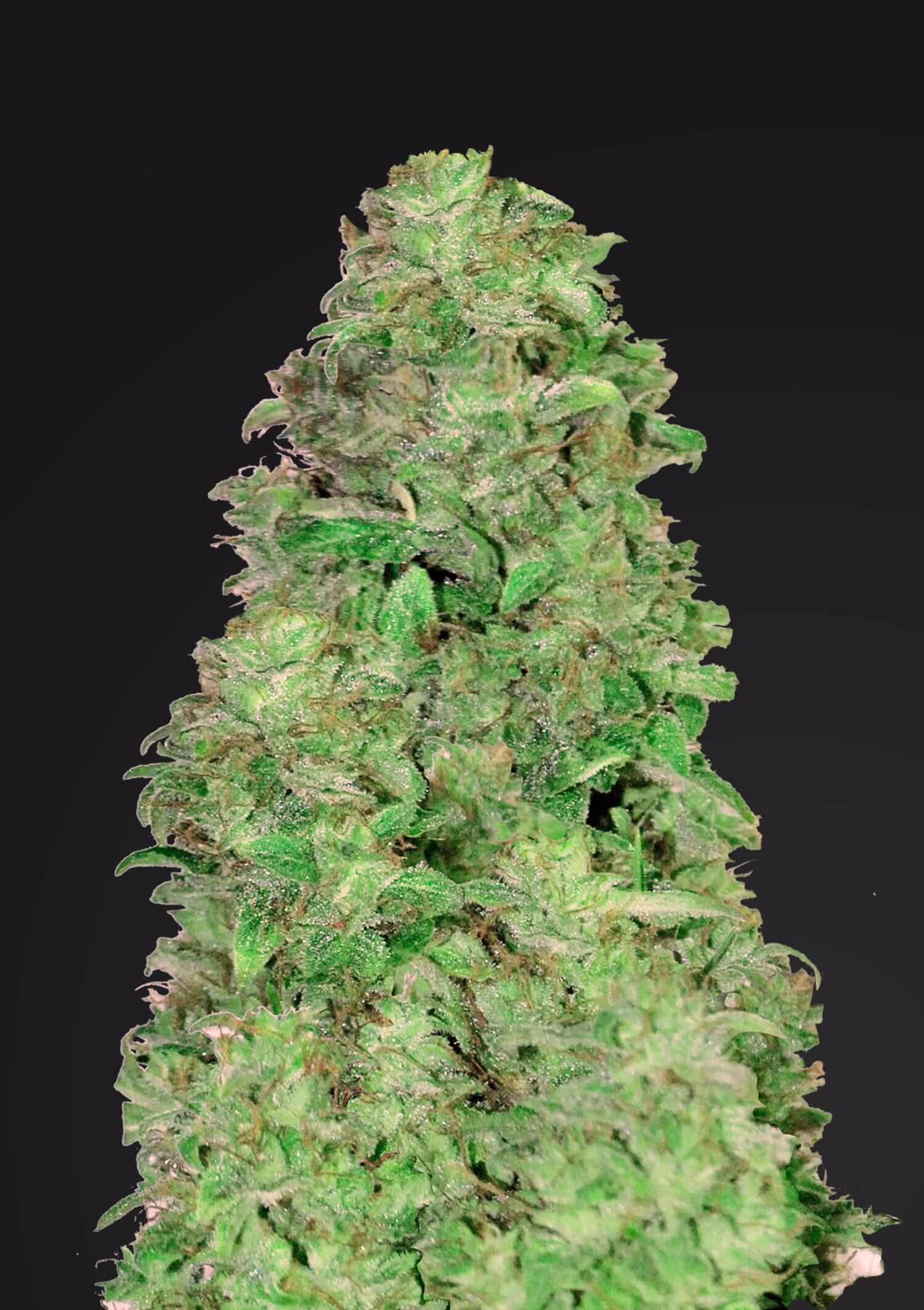 CBD 20:1 Auto Seeds by Fast Buds