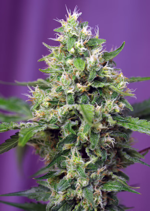 Sweet Amnesia Haze XL Auto Seeds by Sweet Seeds