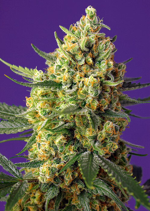 Crystal Candy XL Auto Seeds by Sweet Seeds