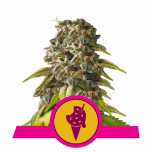 Cookies Gelato Seeds by Royal Queen Seeds