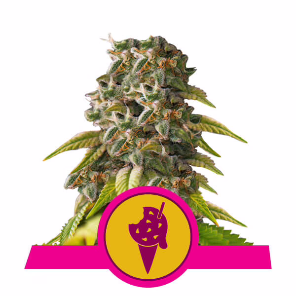 Cookies Gelato Seeds by Royal Queen Seeds