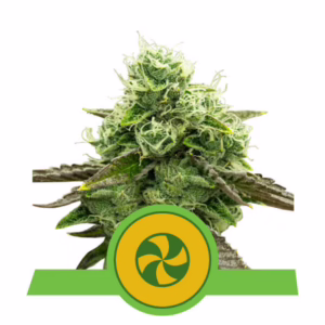 Sweet ZZ Auto Seeds by Royal Queen Seeds