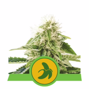 Fat Banana Auto Seeds by Royal Queen Seeds