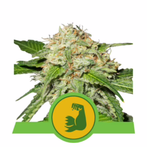 HulkBerry Auto Seeds by Royal Queen Seeds