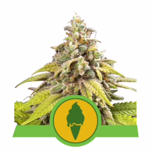 Green Gelato Auto Seeds by Royal Queen Seeds
