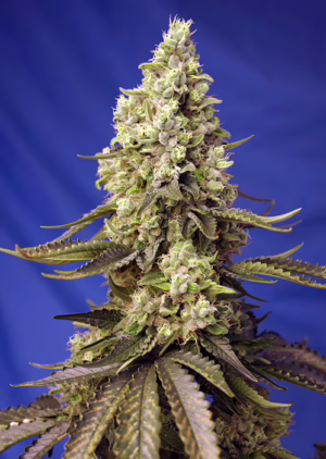 Runtz XL Auto Seeds by Sweet Seeds