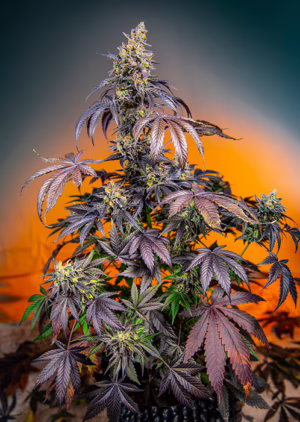 Red Gorilla Girl XL Auto Seeds by Sweet Seeds