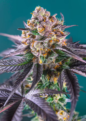 Red Strawberry Banana Auto Seeds by Sweet Seeds