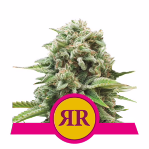 Royal Runtz Seeds by Royal Queen Seeds