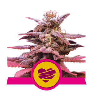 Wedding Crasher Seeds by Royal Queen Seeds