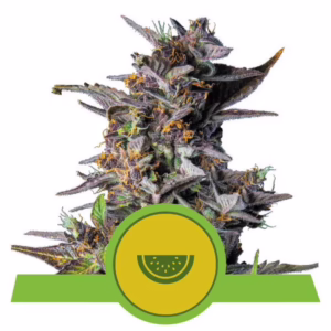 Watermelon Auto Seeds by Royal Queen Seeds