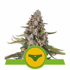Sherbet Queen Auto Seeds by Royal Queen Seeds